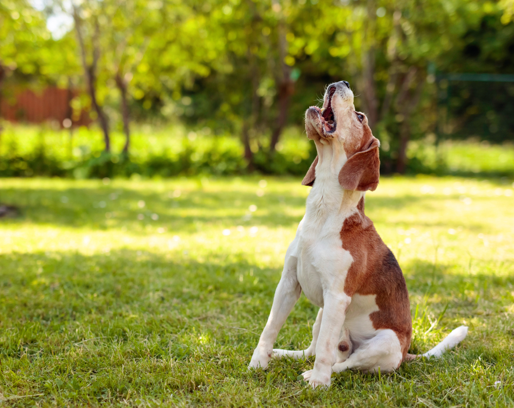 Dog Beagle Howling Barking