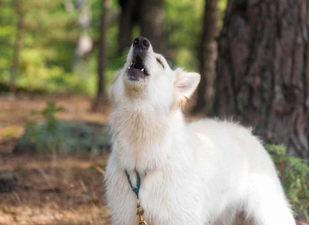 White Swiss Shepherd Dog Howling Barking
