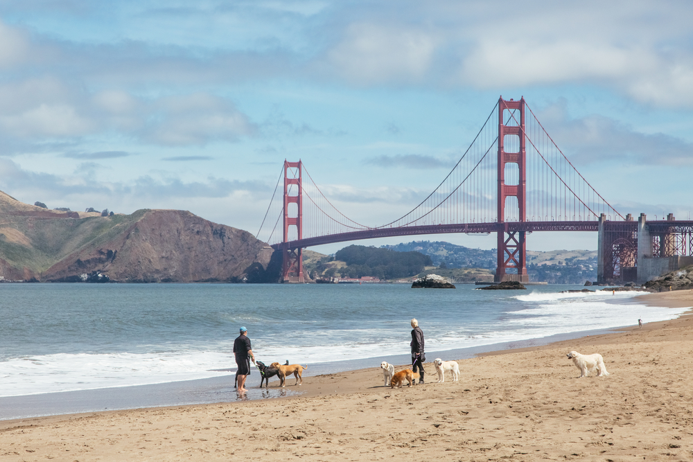 Dogs playing on the beach in front of the Golden Gate Bridge in San Francisco