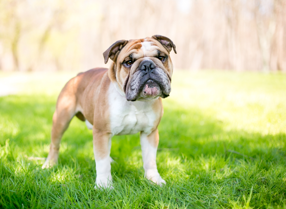 We Bred English Bulldogs So Extreme They Can’t Mate Naturally