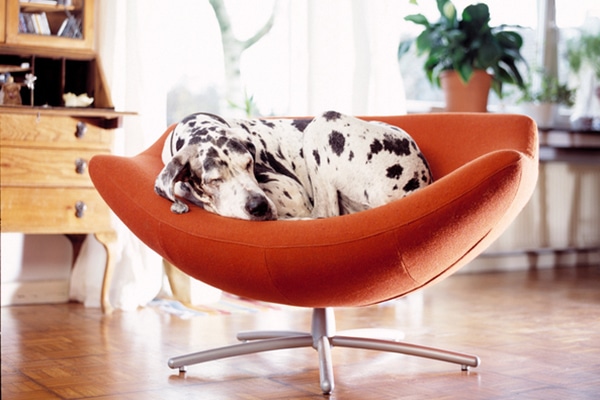 Top 15 Apartment Dog Breeds: Info, Pictures & Origin