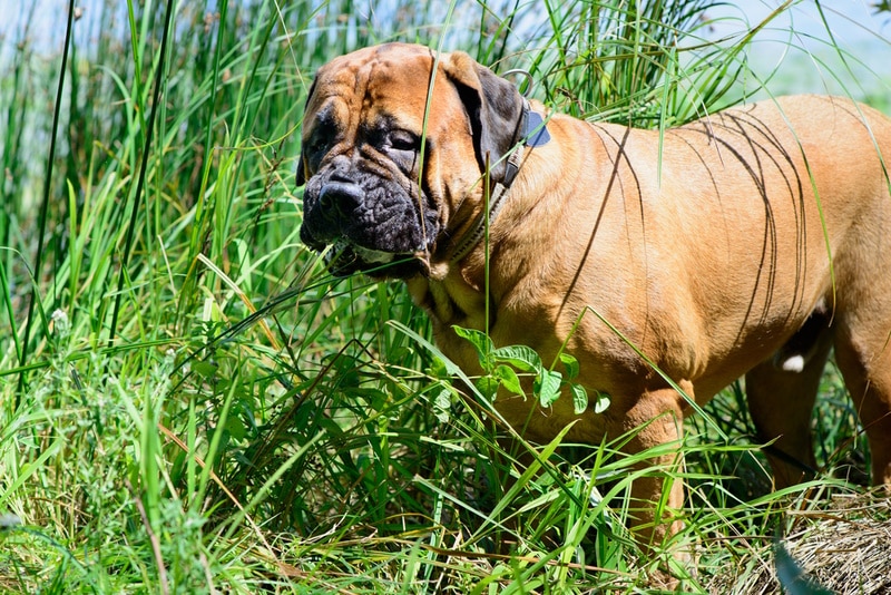 bullmastiff-eating-grass