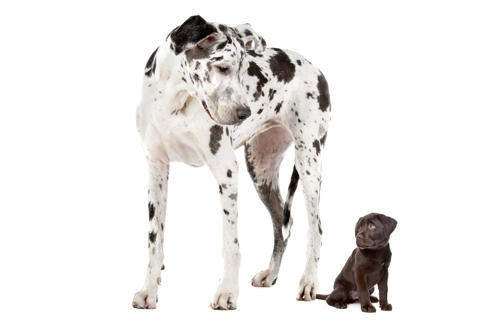 Harlequin Great Dane and Choloate Lbrador puppy