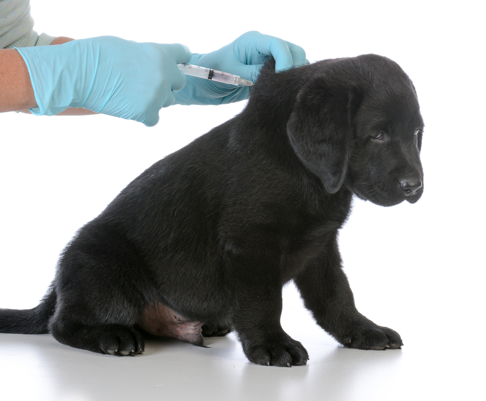 Labrador Retriever puppy getting vaccinated