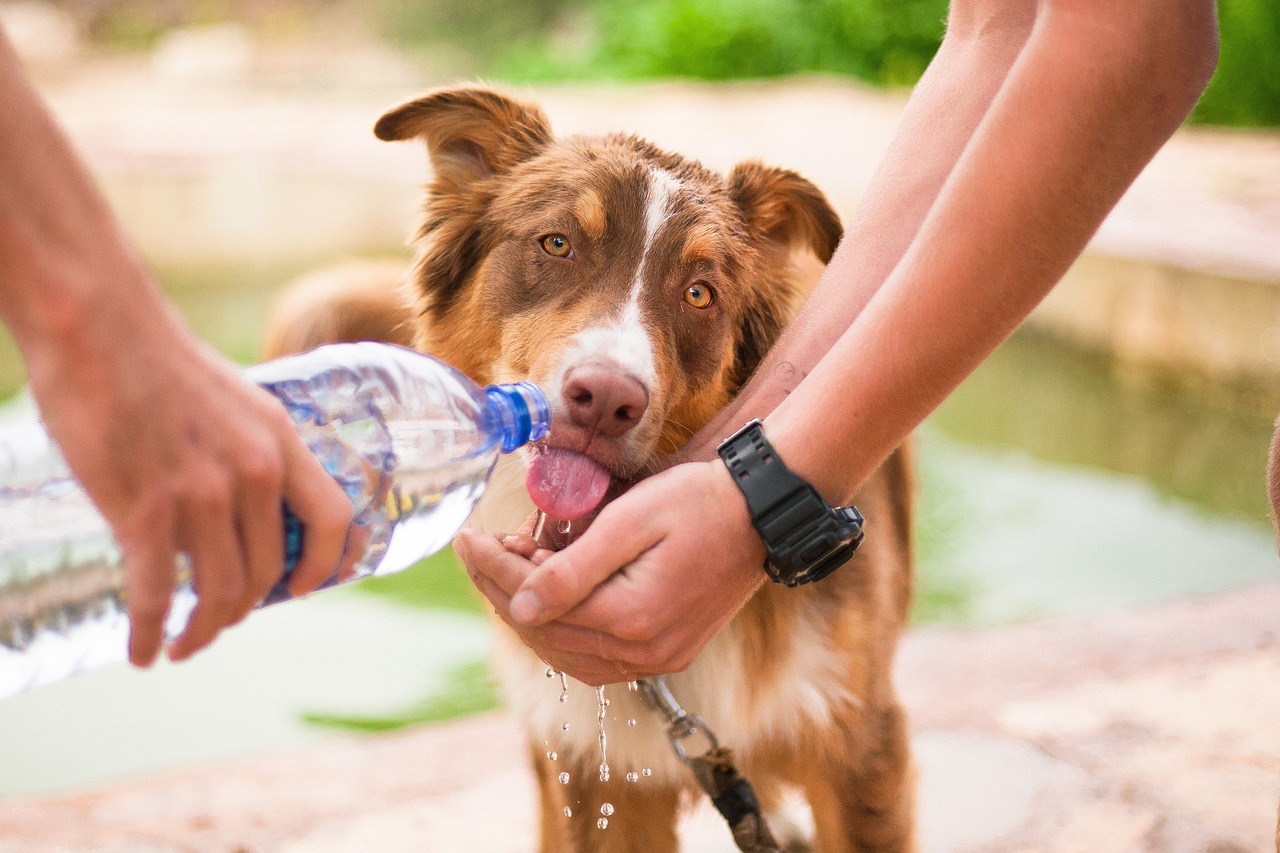 dog drinking from a water bottle