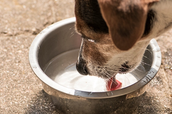 Why Does My Dog Cough After Drinking Water? 6 Vet-Reviewed Reasons