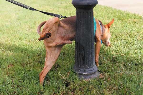 How to Stop a Dog from Marking: Vet-Approved Tips & Tricks