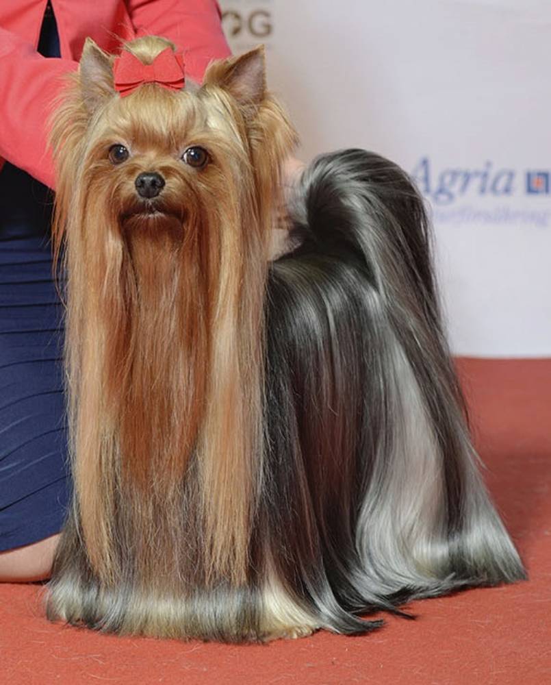 YORKSHIRETERRIER