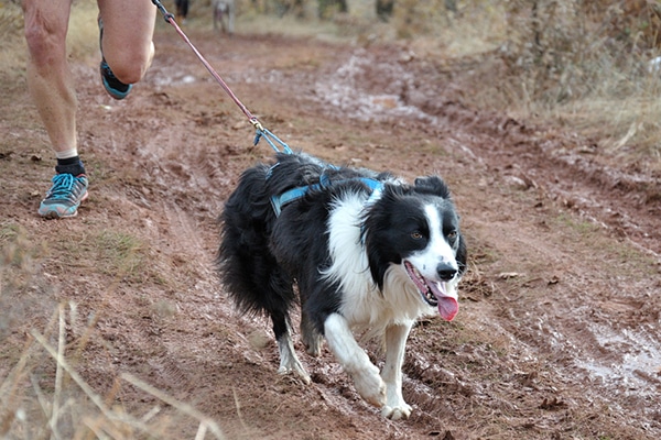 How Much Exercise Does a Dog Need Every Day? Care Tips & Facts