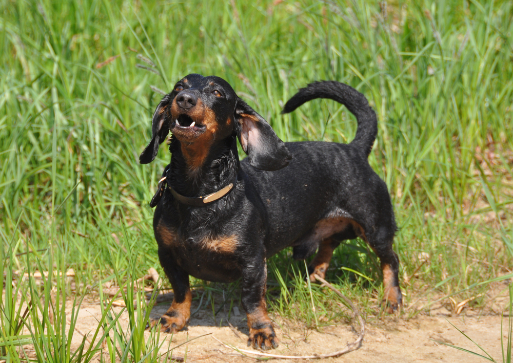 How to Train a Dachshund Not to Bark: 9 Effective Tips (With Video)