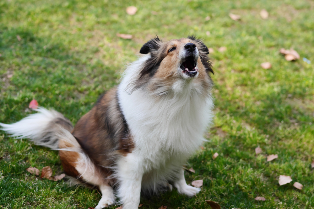 Why Phone Apps Give Different Dog Bark Readings