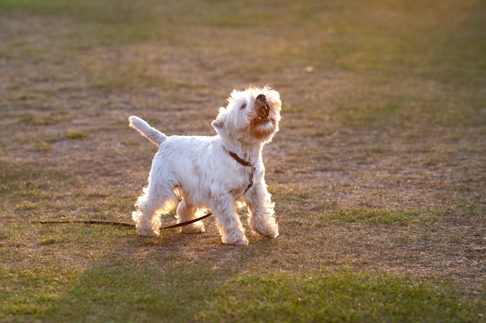 West highland terrier barking