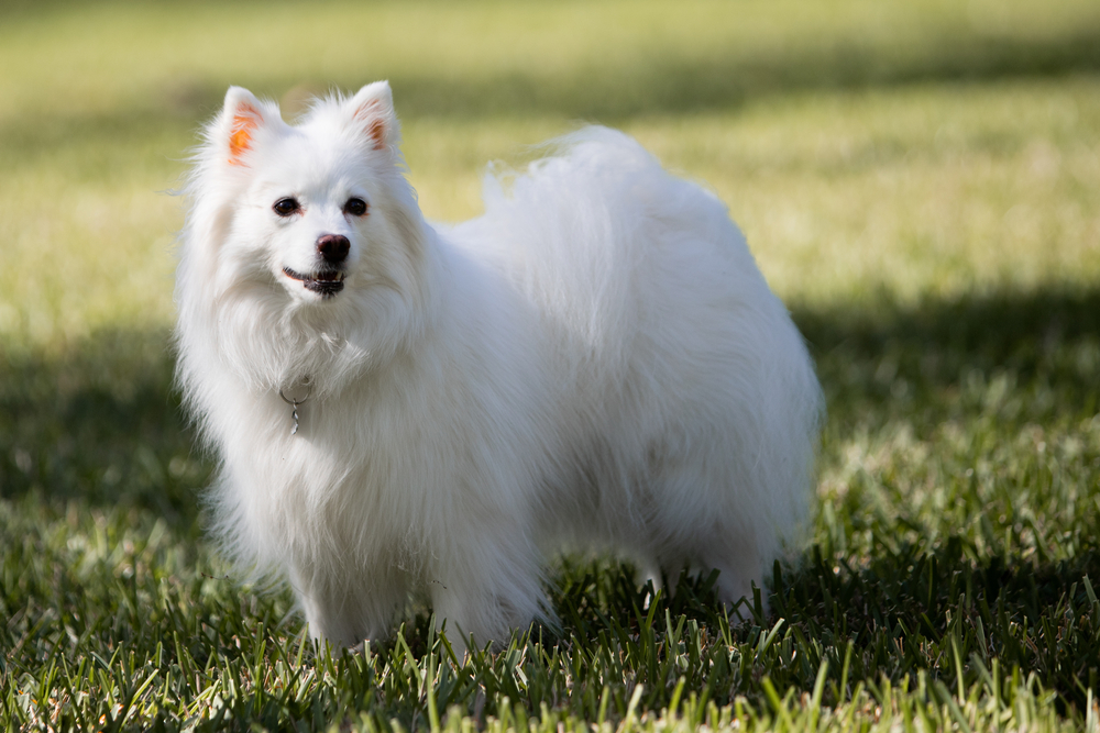 american Eskimo dog standing on a grass field