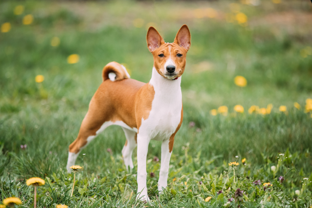 10 Oldest Dog Breeds (With Info & Pictures)