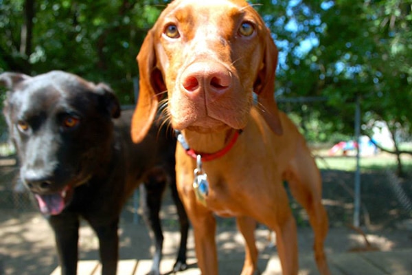 Canine Good Citizen Test: What It Is & How To Prepare