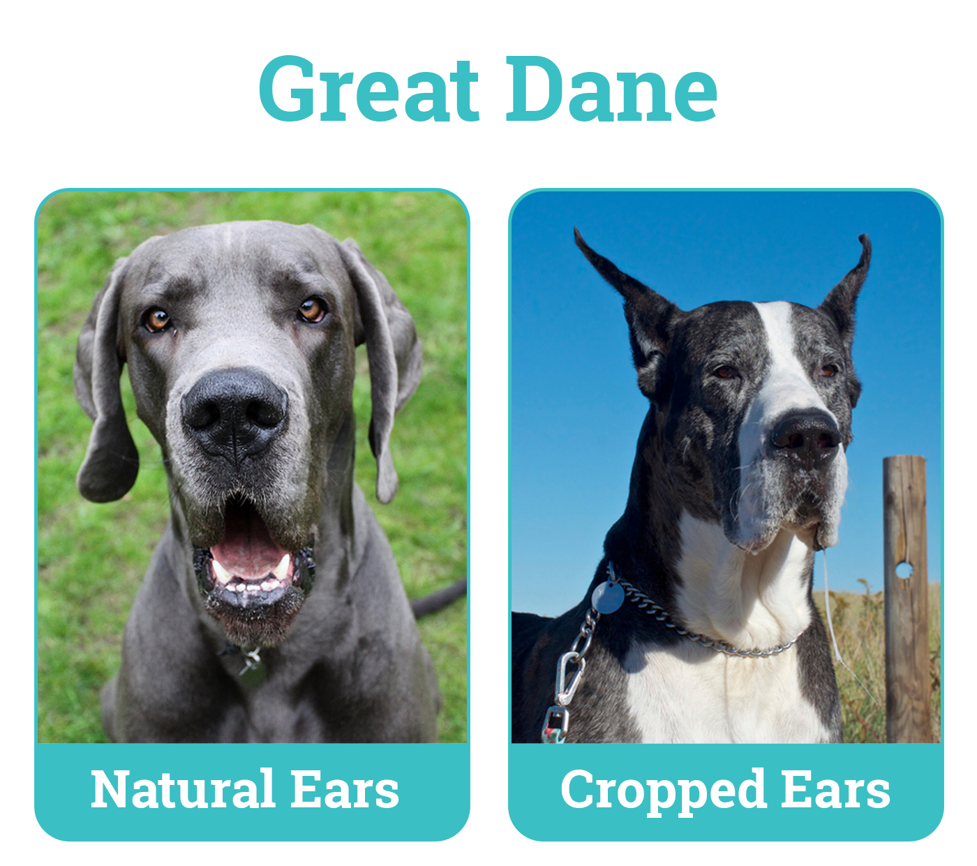 Great Dane dogs with natural vs cropped ears