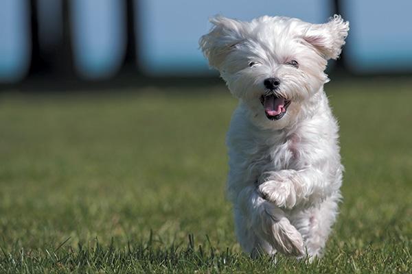 Dog Zoomies: Vet-Reviewed Causes & Care Guide