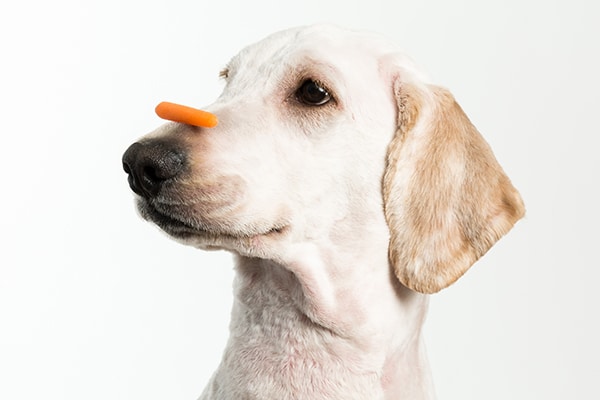 11 Foods That Naturally Support Your Dog’s Eyesight: Vet-Approved Options