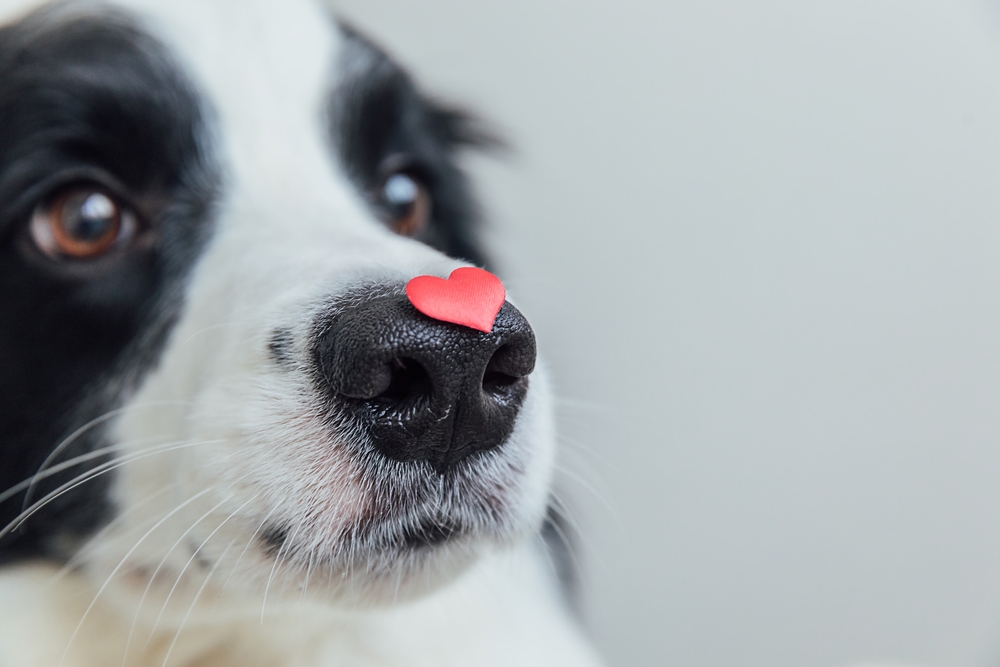 98 Dog Valentine Sayings to Show Your Love
