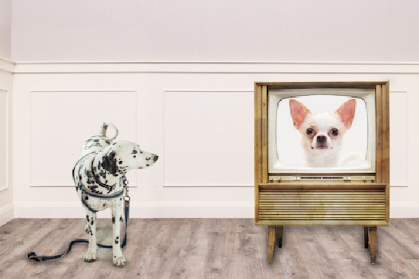A dog looking at the TV.