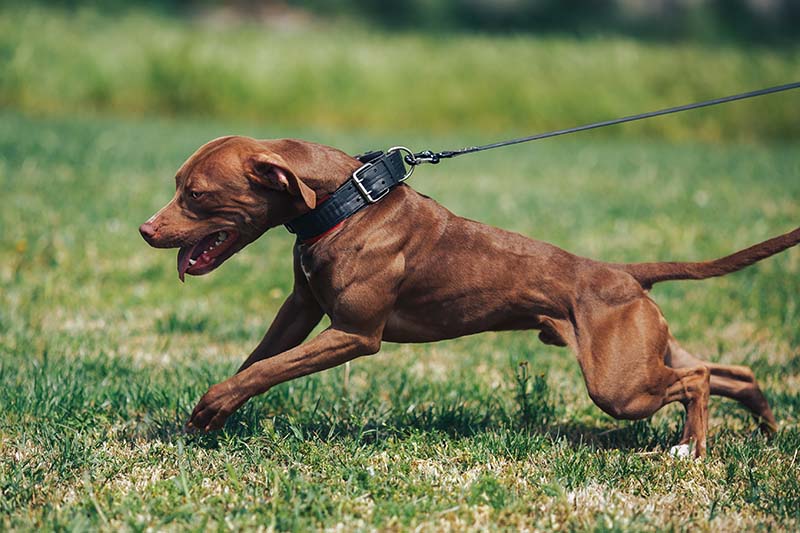 How to Stop a Dog From Pulling While Walking: 8 Vet-Approved Tips