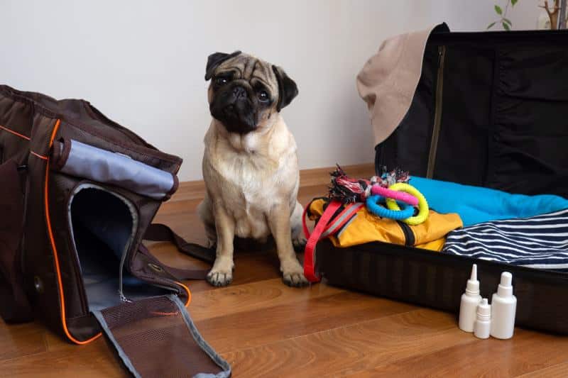 Traveling With Dogs: 8 Things to Pack for a Road Trip With Your Pup