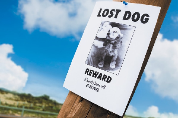 What to Do If Your Dog Runs Away: 10 Vet-Reviewed Tips