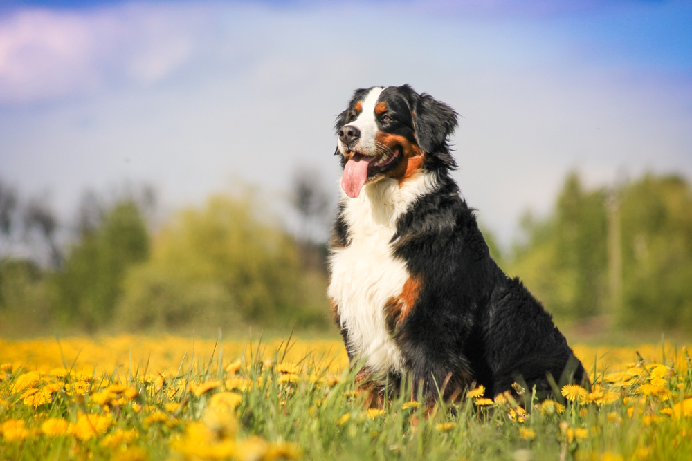 8 Swiss Dog Breeds: Info, Pictures & Temperament