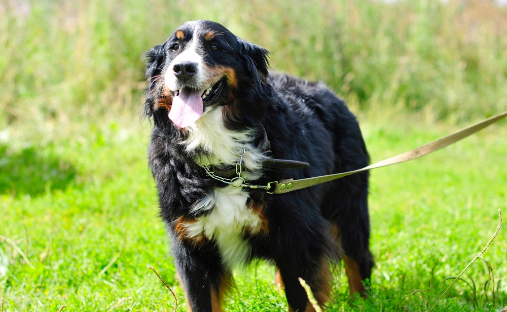 How to Train a Bernese Mountain Dog (7 Vet-Approved Tips)