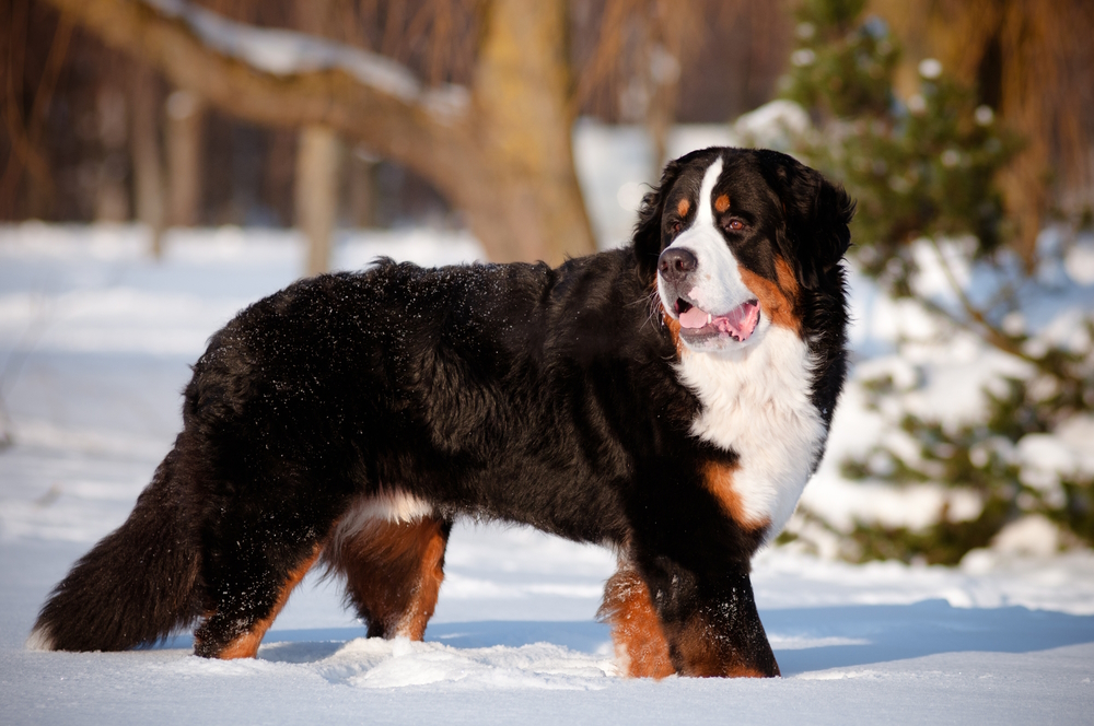 bernse-mountain-dog-portrait-in-winter