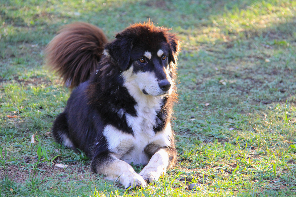 Bankhar dog sitting in the grass