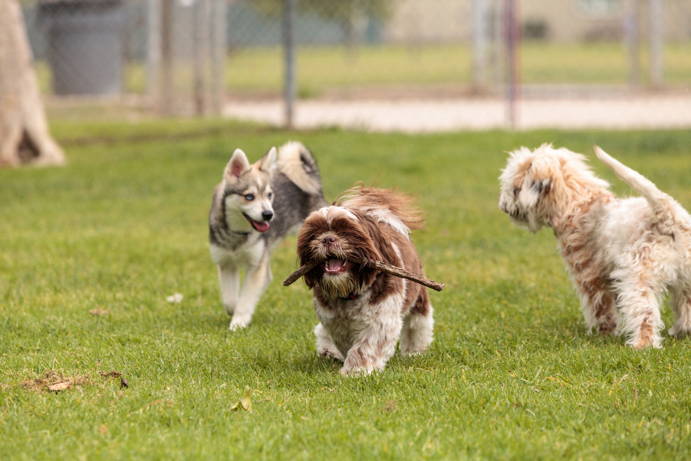 Doggy Play Date: 7 Vet-Approved Tips to Avoid Disaster