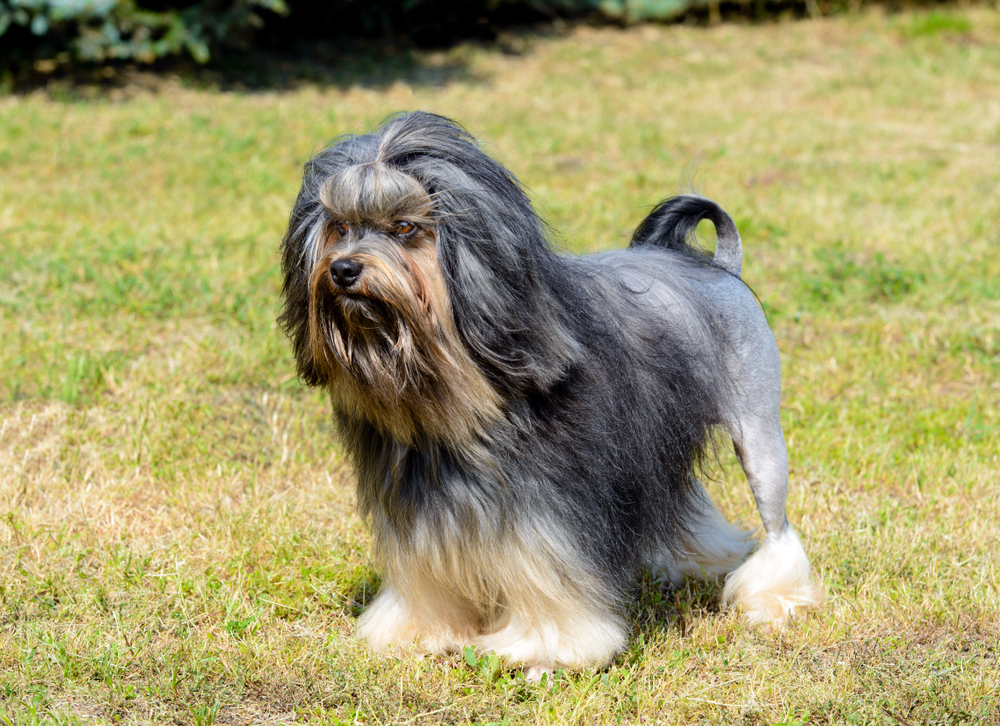 Lowchen dog in the grass
