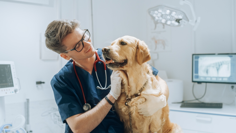 What Is the External Extraction Technique (XXT) & Why It Could Save Your Dog's Life