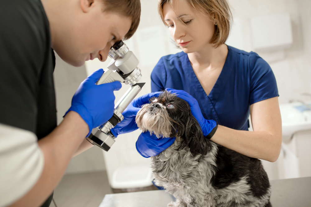 The Most Common Shih Tzu Health Problems to Watch Out For, According to Vets