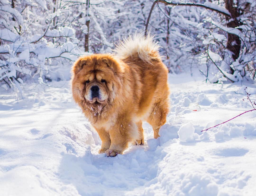 chow chow dog in snow