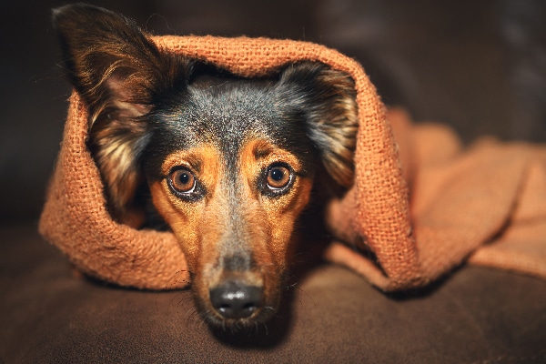A scared, stressed or sick dog with wide eyes.