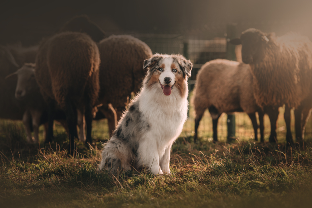 Australian shepherd dog posing and herding