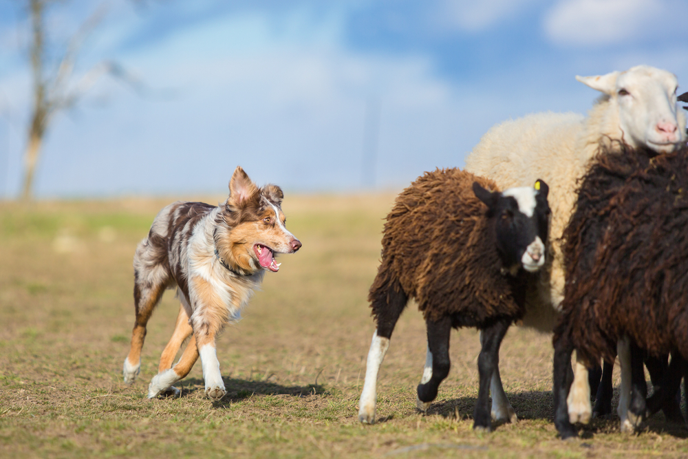 red merle Australian shepherd dog herding couple of sheep