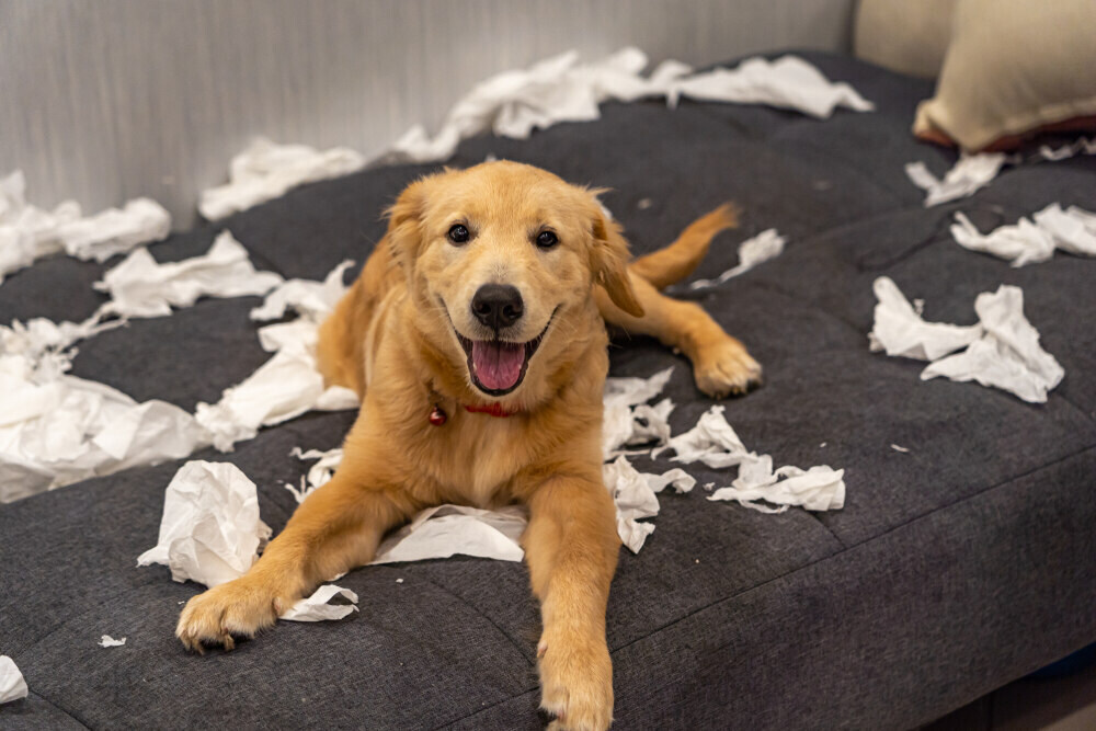 Separation Anxiety in Dogs: Vet-Approved Guide