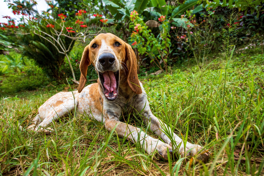 My Dog’s Mouth Is Quivering, What’s Wrong? 6 Vet-Reviewed Causes
