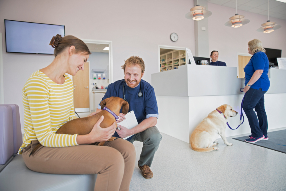Can Another Person Bring My Pet to the Vet for Me? Vet Approved Facts & FAQ
