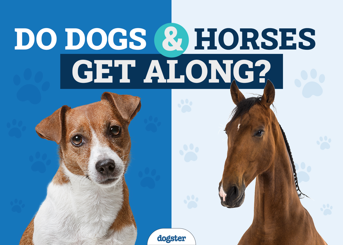 Can Horses and Dogs Be Friends? 7 Safe Introduction Tips (Vet Answer)