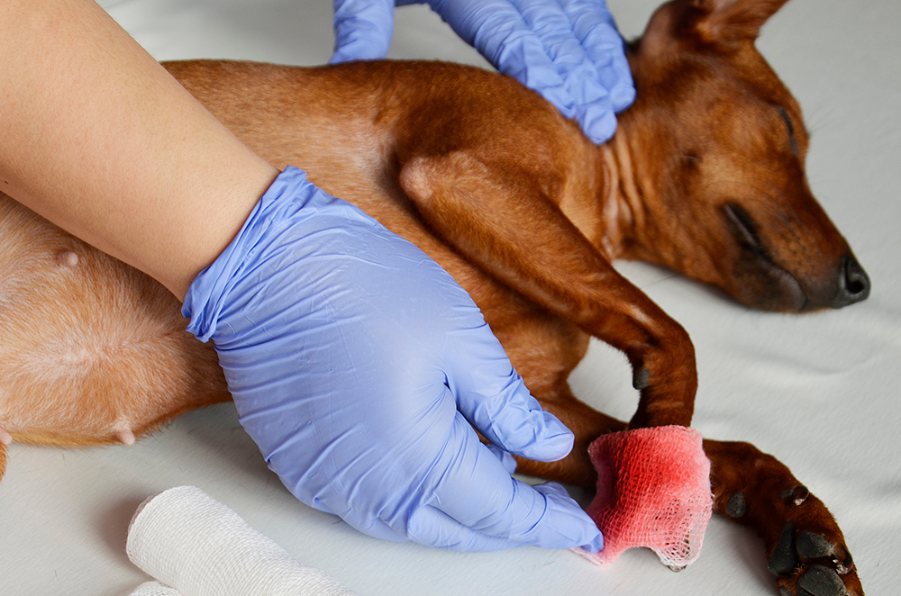 vet putting bandage on dog's paw