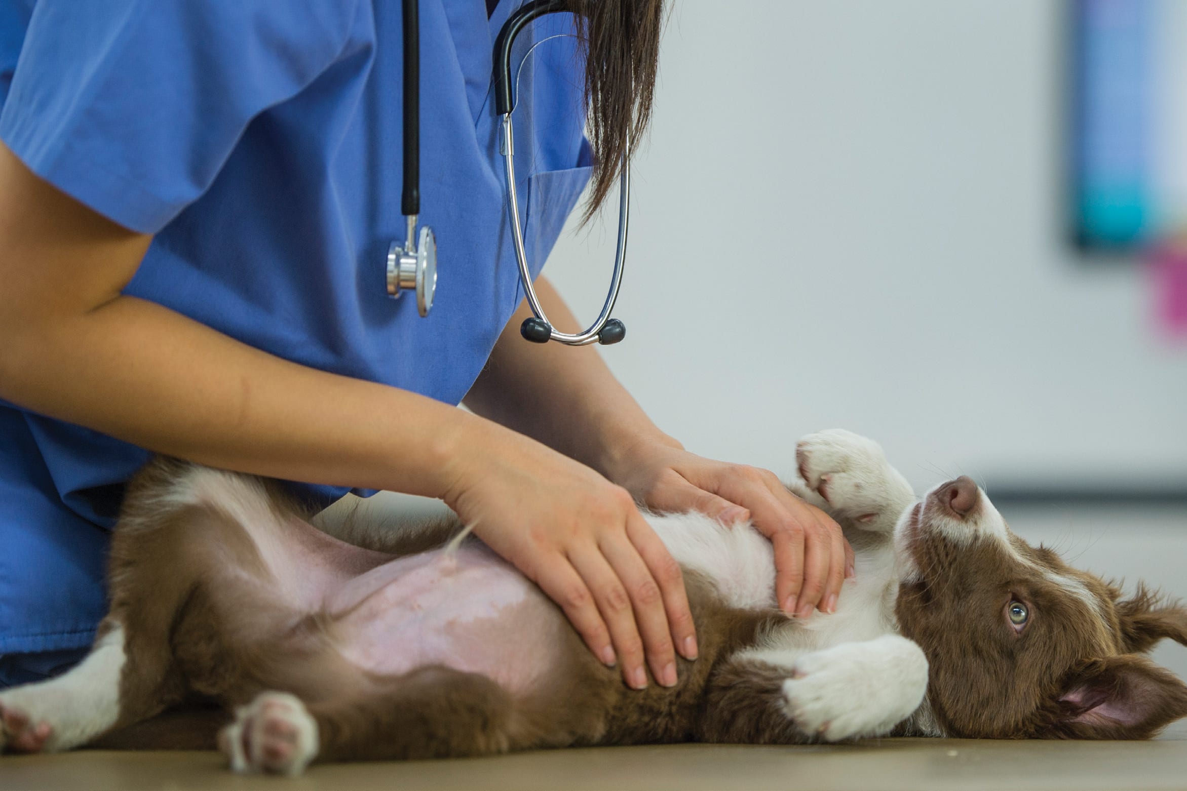 Puppy Diseases & Other Conditions to Worry About