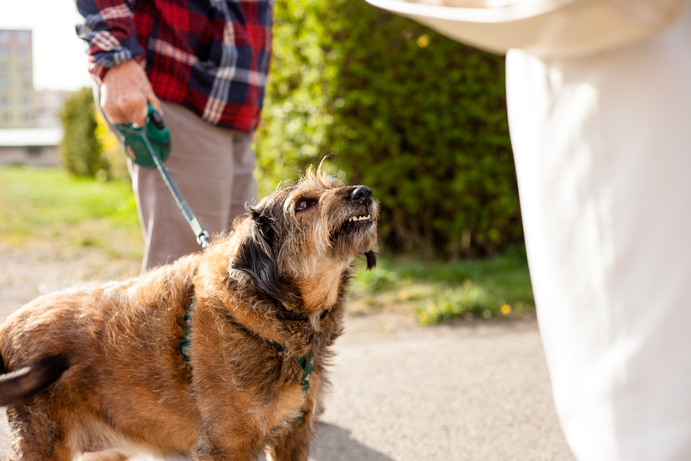 Aggressive mixed bredd dog beaing walked