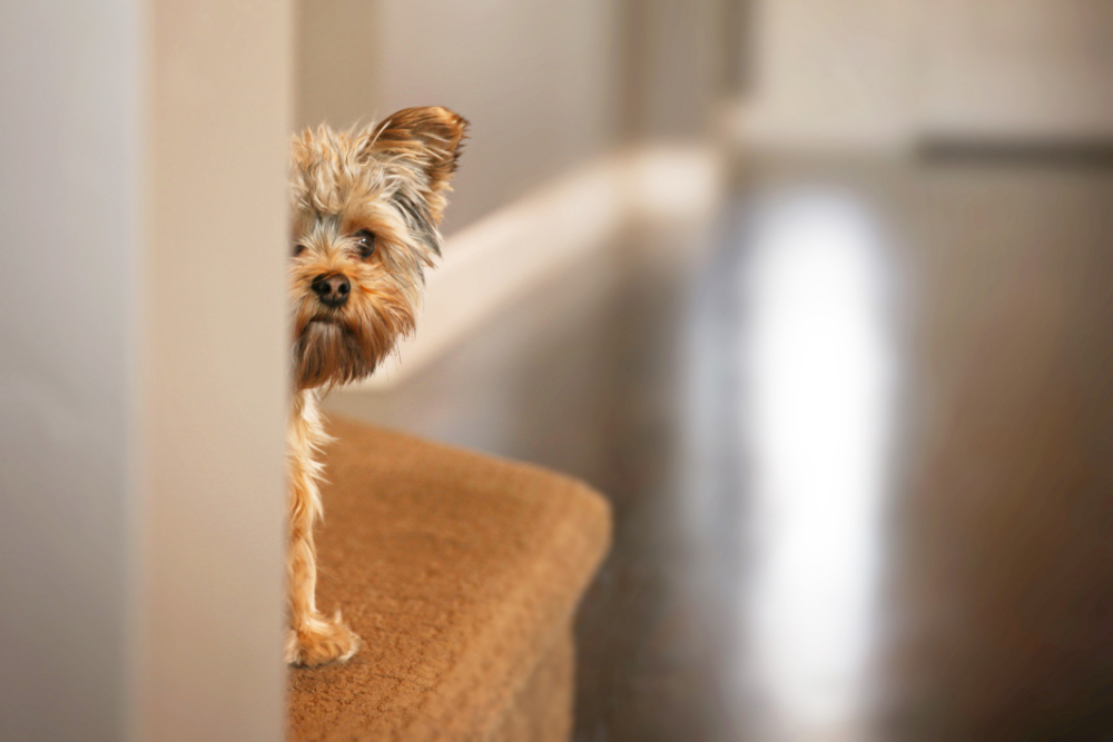 Do You Have a Scared Puppy? 6 Vet-Approved Tips on How to Help Them
