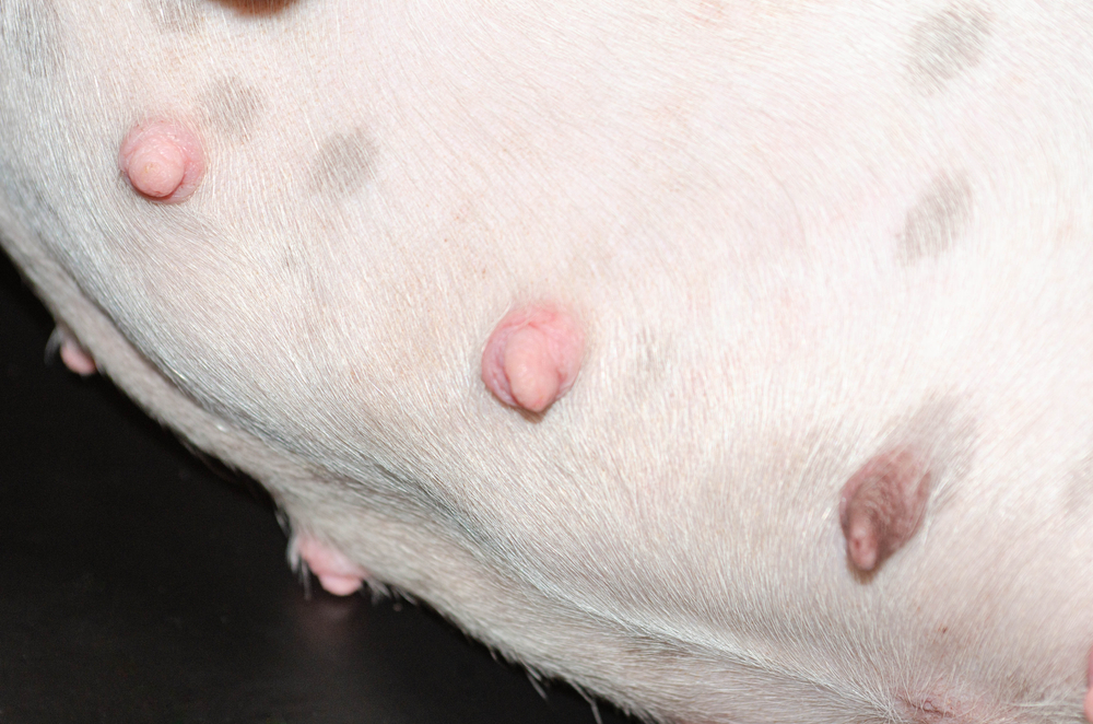 dog nipples