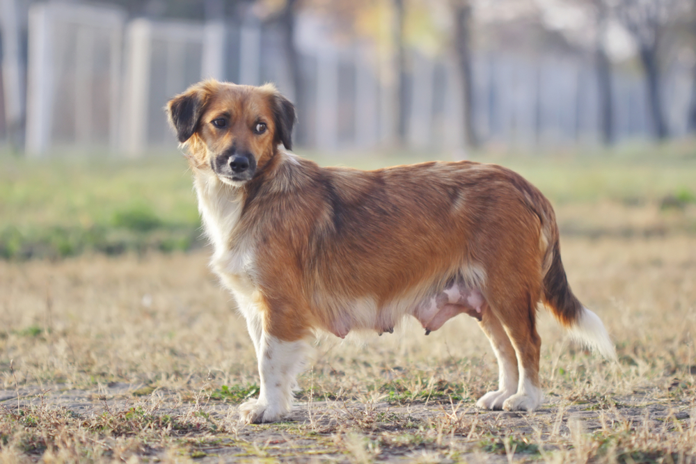 9 Vet-Reviewed Facts About Dog Nipples (Anatomy, Pregnancy, Health & More)