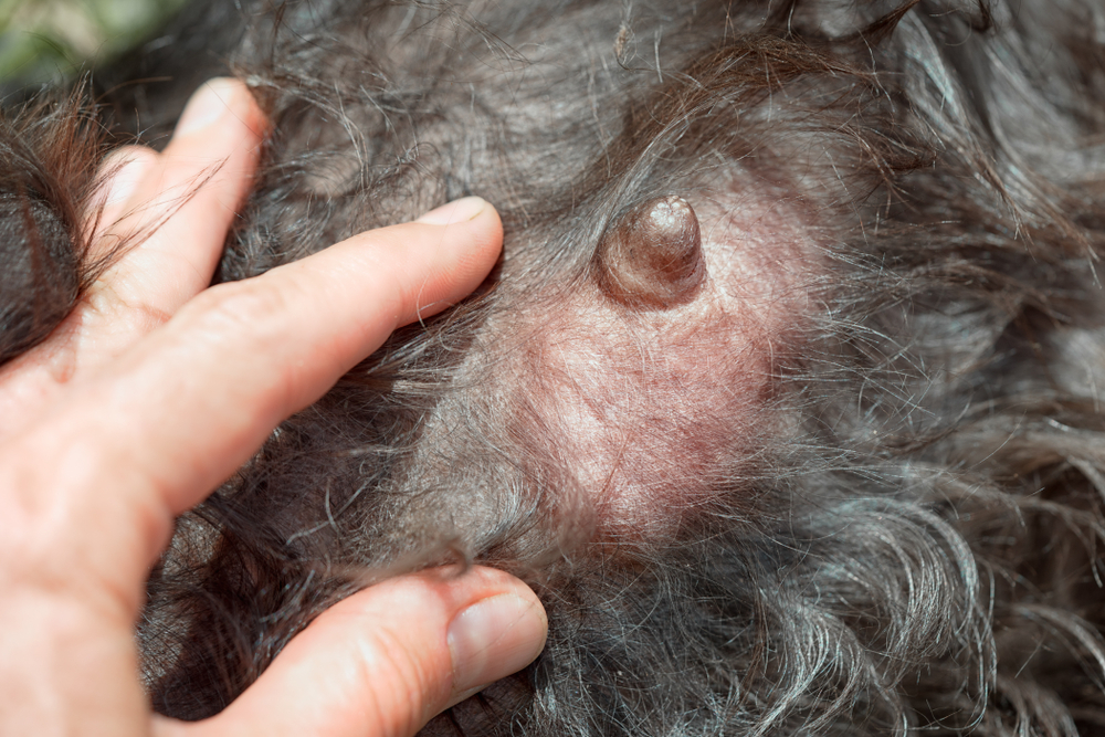 veterinarian shows metastases mastitis on the chest of an animal